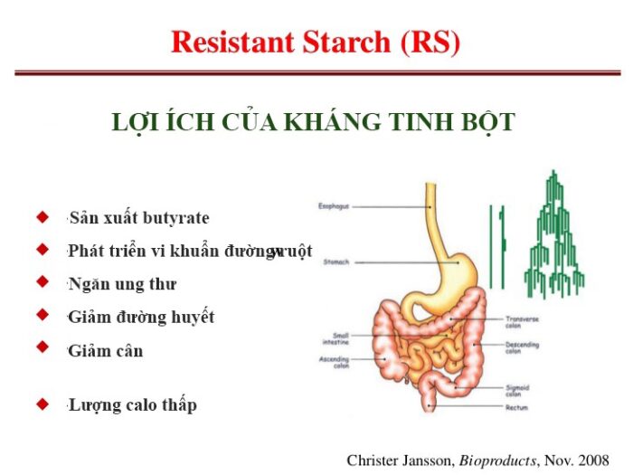 Tinh-Bot-Khang-Sieu-Thưc-Pham-Cho-He-Tieu-Hoa-Khoe-Manh-3