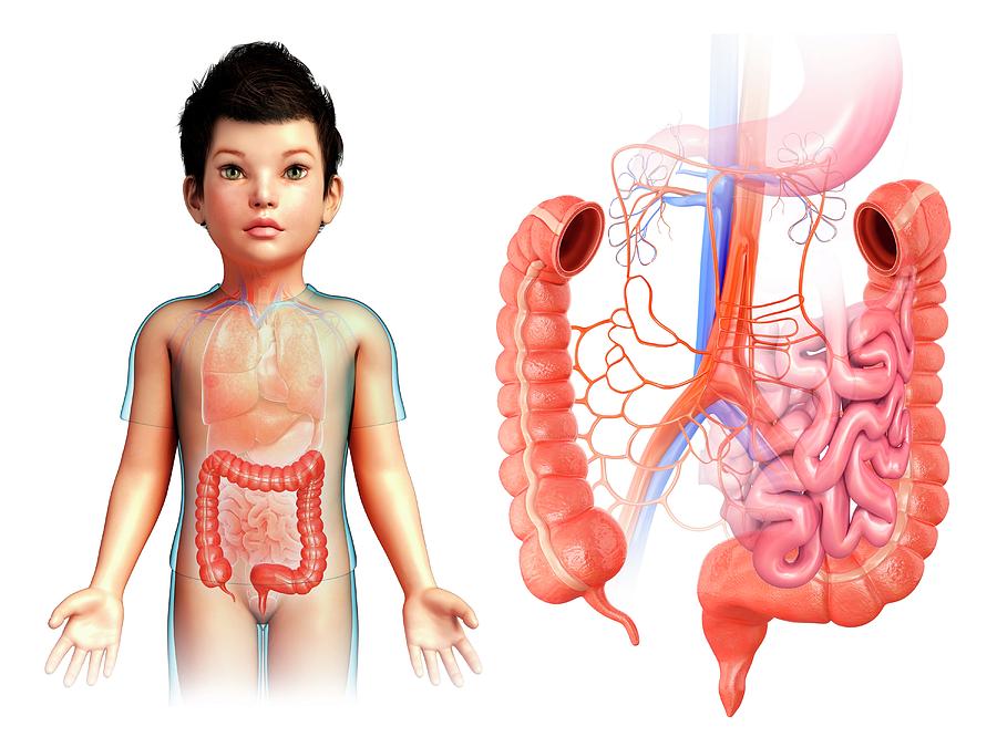 06 nhóm bệnh đường ruột thường gặp ở trẻ nhỏ 06 nhóm bệnh đường ruột thường gặp ở trẻ nhỏ