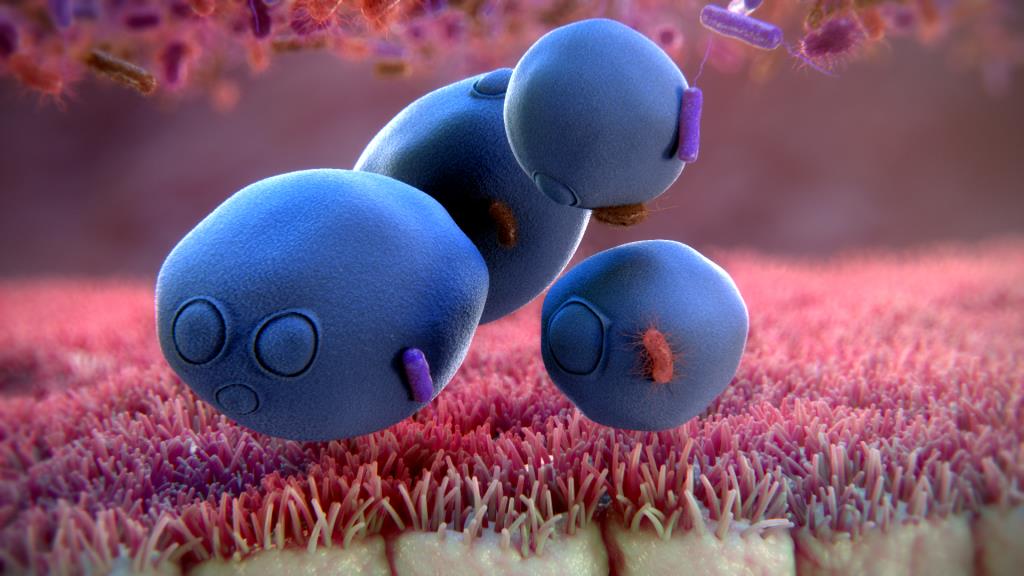 Nâm men vi sinh Saccharomyces boulardii Nâm men vi sinh Saccharomyces boulardii