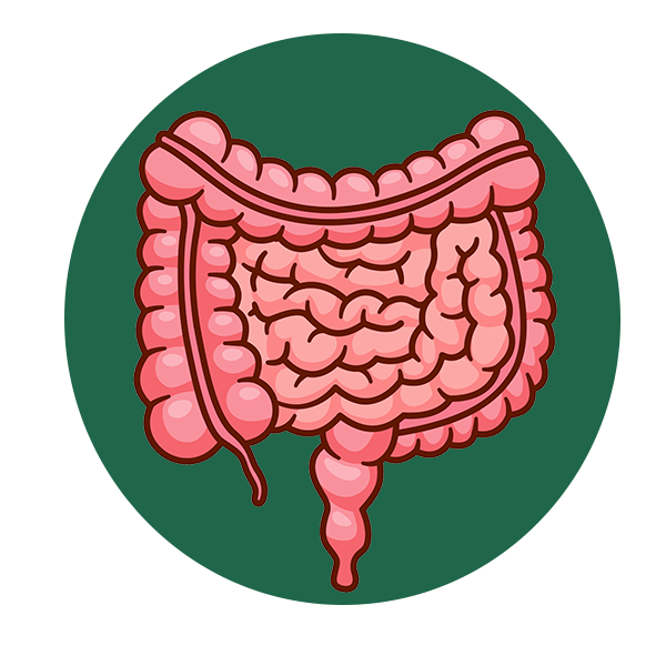 Icon đường ruột